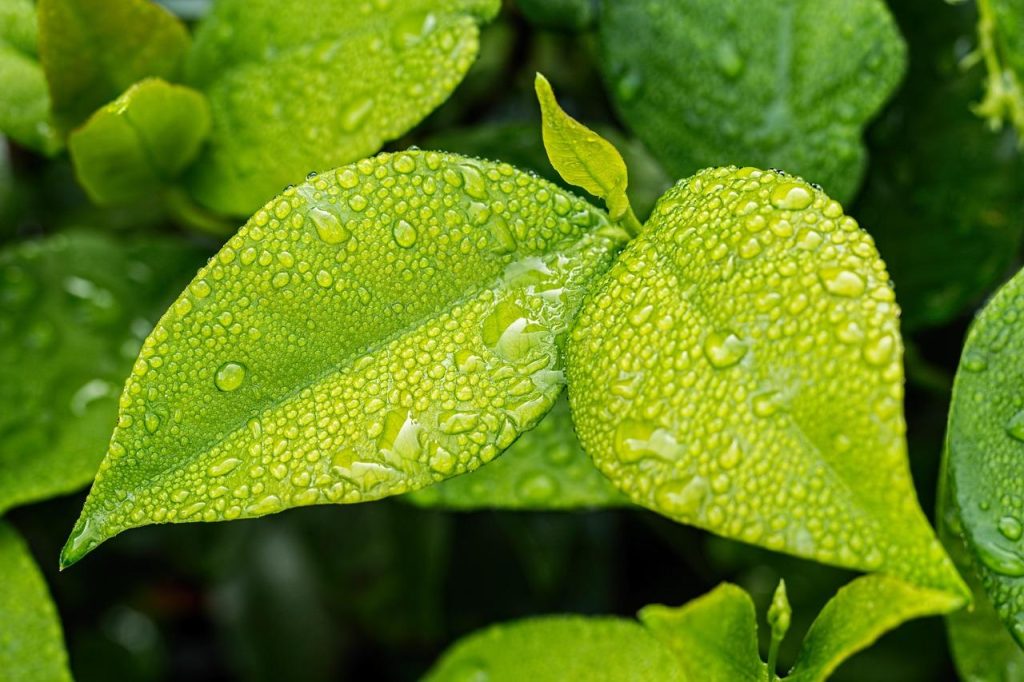 CG-proof moisturizer met natuurlijke ingrediënten zoals kokosolie en aloë vera voor gehydrateerde en gezonde krullen